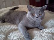 Вязка кот приглашает кошечек для вязки