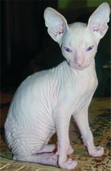 сфинкс петерболд котята