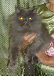 Отдам в хорошие руки !