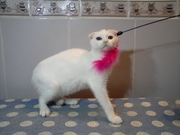 шотландская вислоухая киска