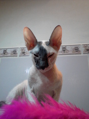 донской сфинксик