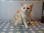 британский котик