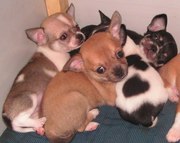 мальчишки чихуахуа