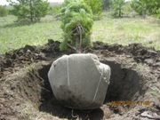 Продаем саженцы сосны, березы