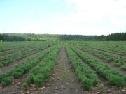 Продаем сеянцы кедра.