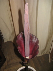 экзотическое растение-аморфоффалус/дождевое или змеиное дерево