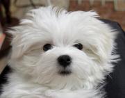 мальтийская болонка