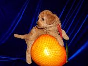 щенки малого абрикосового пуделя