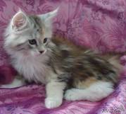 Продаются котята породы Мейн-кун!