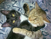 Две очаровательные кошечки ищут добрых хозяев!