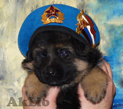 Немецкой овчарки - щенки