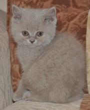 котята британские лилового окраса