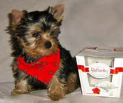 Элитная мальчик мини йоркширский терьер для души любимиц всей семьи