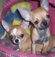 Чихуахуа гладкошерстные мальчики