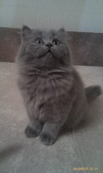 Британские котята Ростов