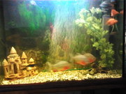 Аквариум 250 л. возможен торг