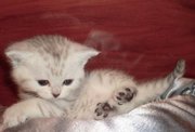 британские котята окрас 
