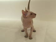 Продам котенка породы Петерболд