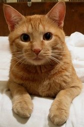 Отдадим в хорошие и добрые руки рыжего котика в связи с переездом!