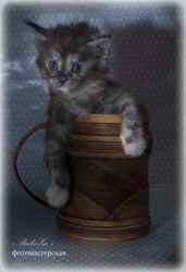 Ласковый гигант в шелковой шубке- котята породы мейн-кун