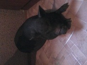 Въетнамские Поросята