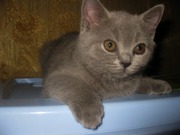 крупные британские котята