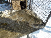 СРОЧНО!!!Отдаётся близкий метис малинуа!!!! Иначе его ждёт печальная у