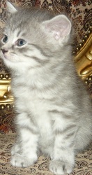 котят шотландской вислоухой кошки