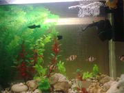 Продам барбусов