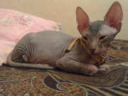Продам котенка донского сфинкса
