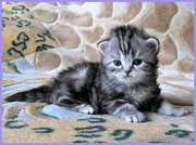 Британские длинношерстные котята.