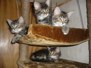  котята Мейн-Кун