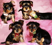 Продаются щенки йоркширского терьера