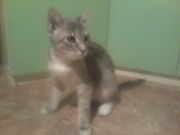 Котенок ищет семью.