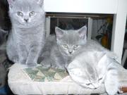 Британские котята .  