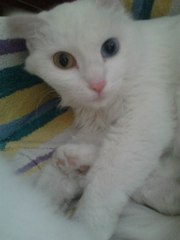 Отдам в хорошие руки кошечку)