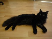 Отдам в хорошие руки котика)