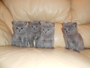 Котята Шартрез с родословной