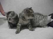 Продам Шотландских котят.