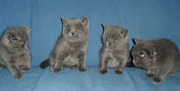 Продам Котят!Британцы!