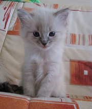 Котята невские маскарадные