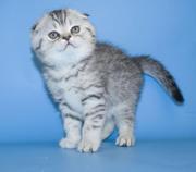 Куплю/приму в дар котенка