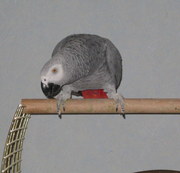  Попугай Жако