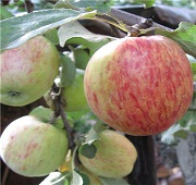 Саженцы плодовые и декоративные