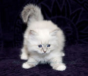 продажа невских маскарадных котят