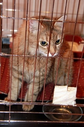 Киска-Ириска 