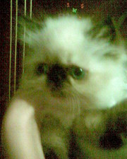 персидские котята чистокровные