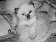 продам симского котенка