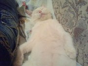 отдам котёнка в добрые руки