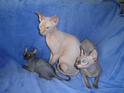 Котята канадского сфинкса из питомника